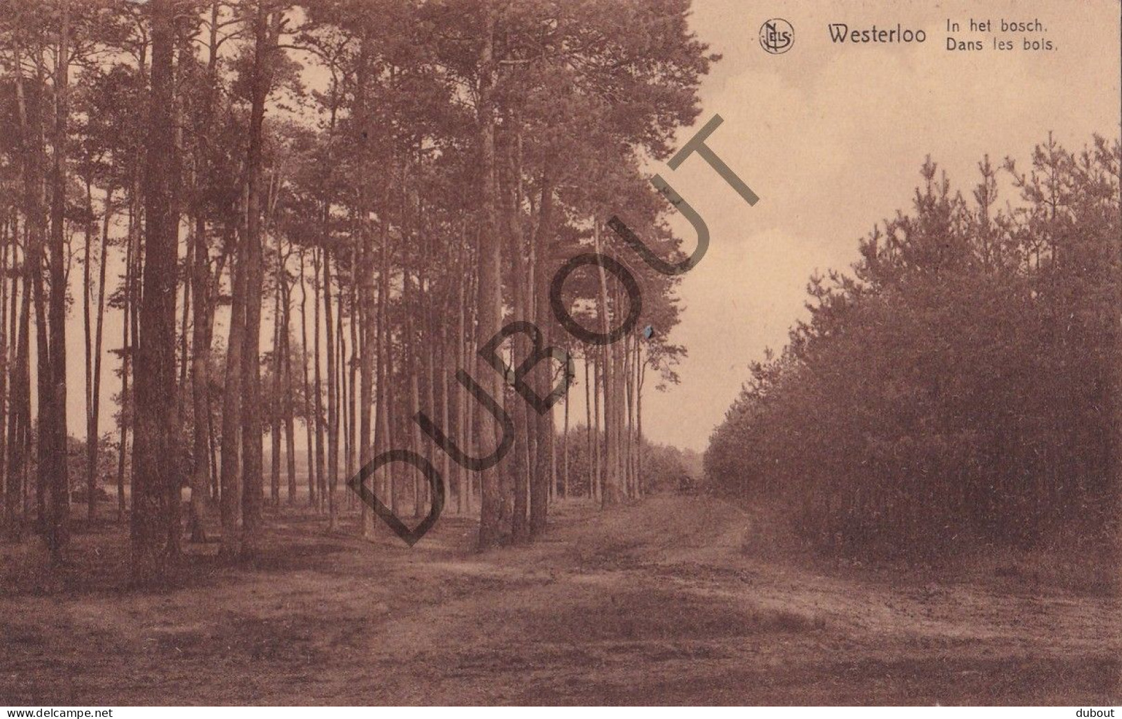 Postkaart/Carte Postale - Westerlo - In Het Bosch (C4955) - Westerlo