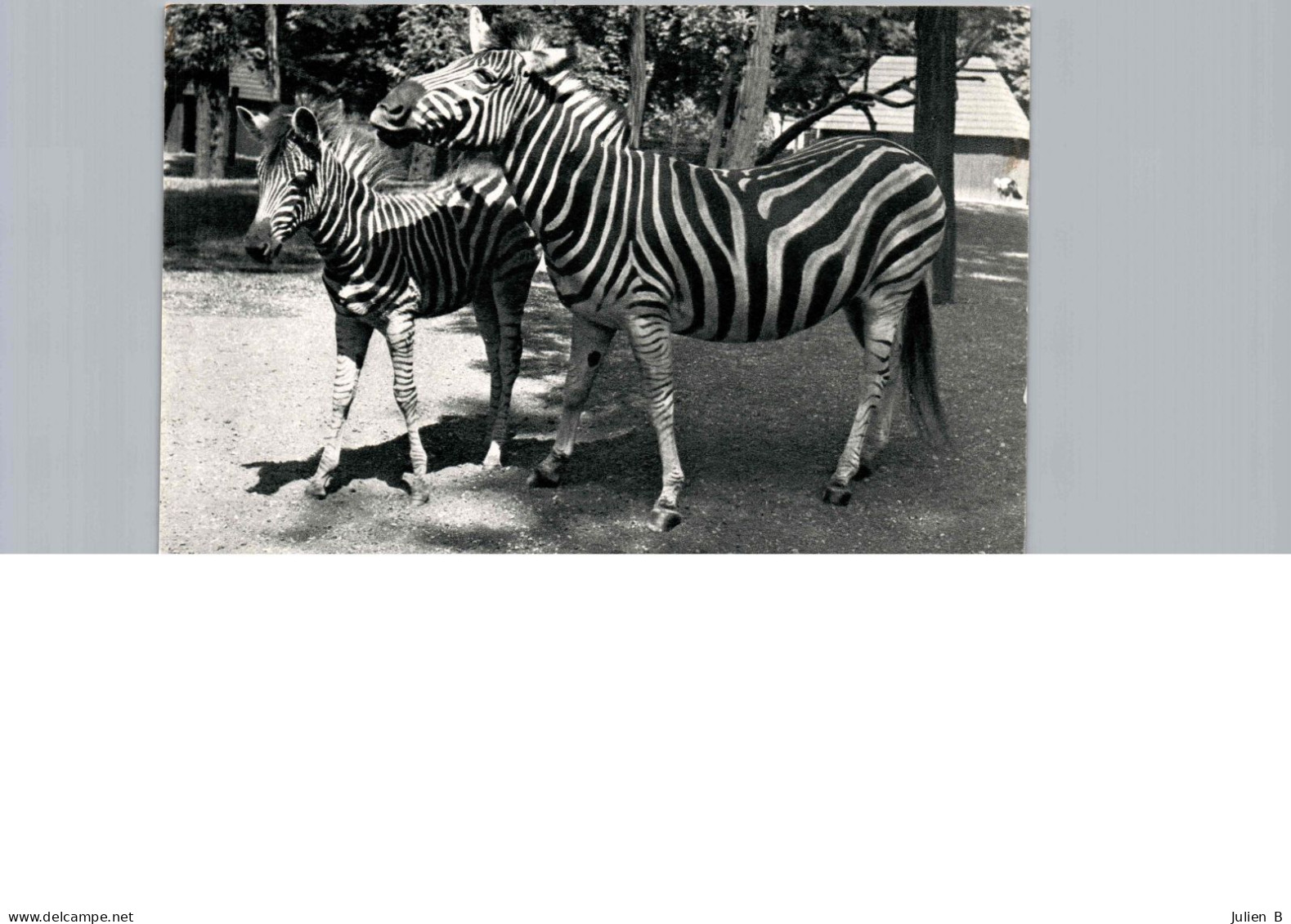 Zèbre De Chapman Et Son Petit - Zebra's