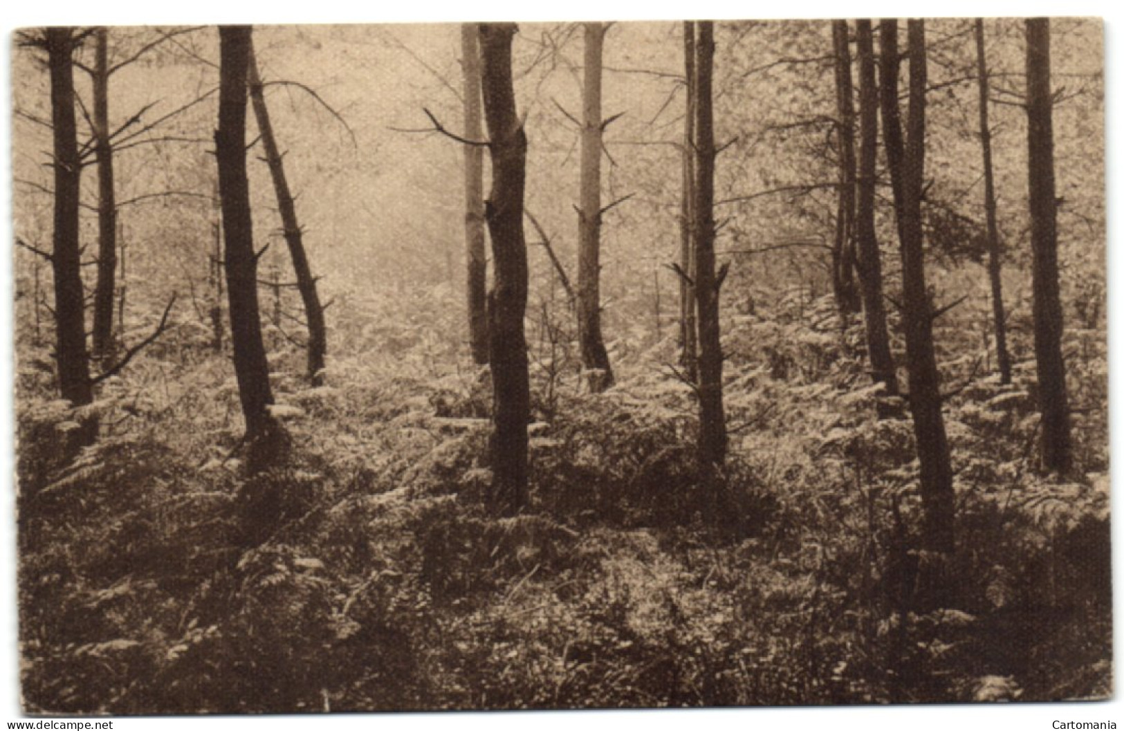 Ligue Des Amis De La Forêt De Soignes - Pineraie - Rouge-Cloître - Oudergem - Auderghem