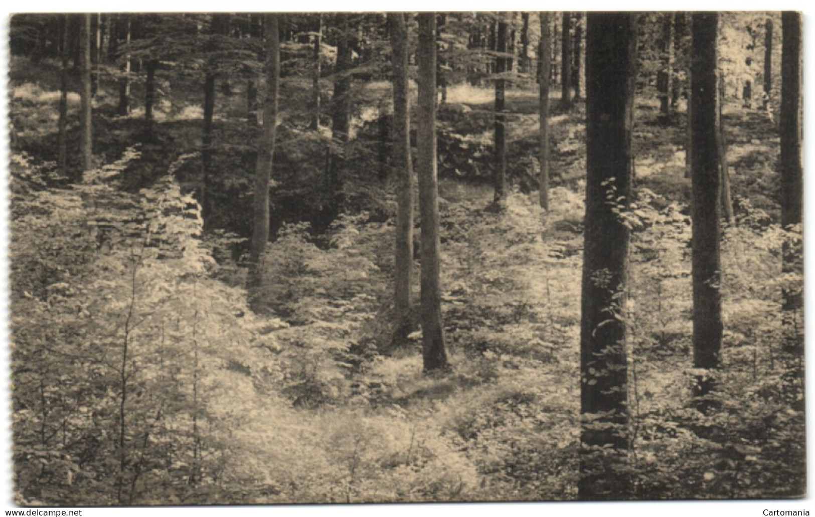 Forêt De Soignes - Auderghem - Près De La Source De L'empereur - Auderghem - Oudergem
