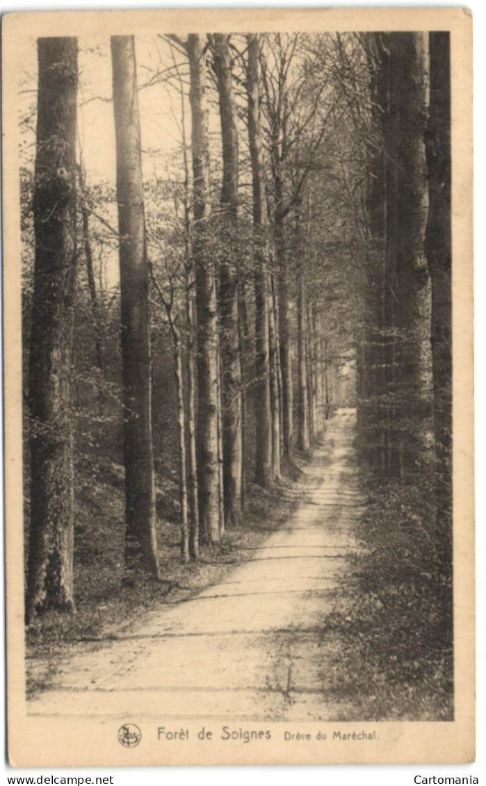 Forêt De Soignes - Drève Du Maréchal - Oudergem - Auderghem