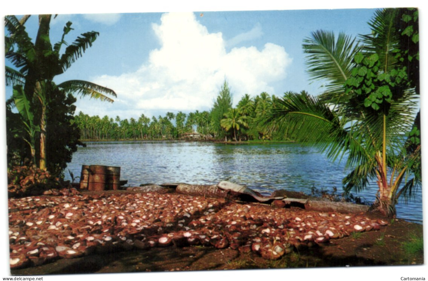 Préparation Du Coprah Devant La Splendide Baie De Mataiea - Tahiti