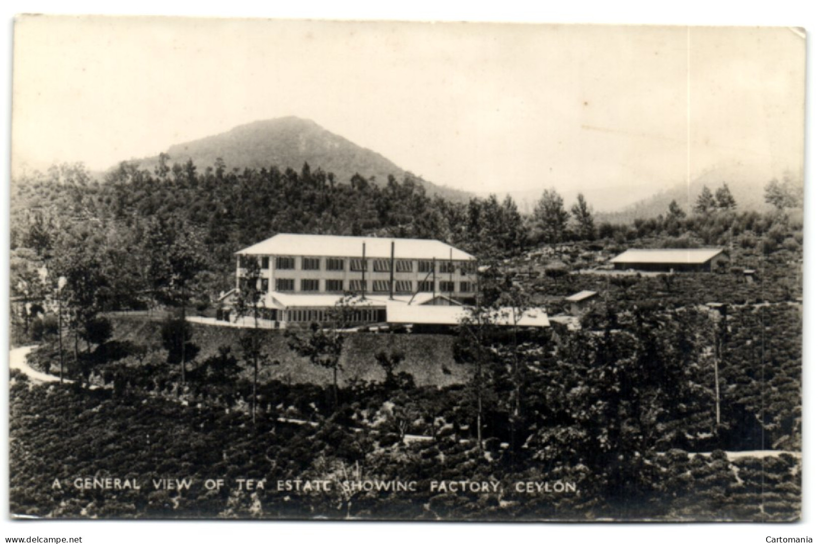 A General View Of Tea Estate Showing Factory - Ceylon - Sri Lanka (Ceylon)