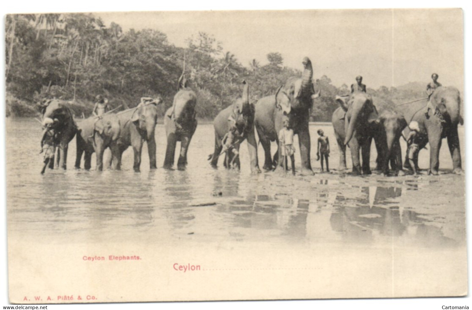 Ceylon Elephants - Sri Lanka (Ceylon)