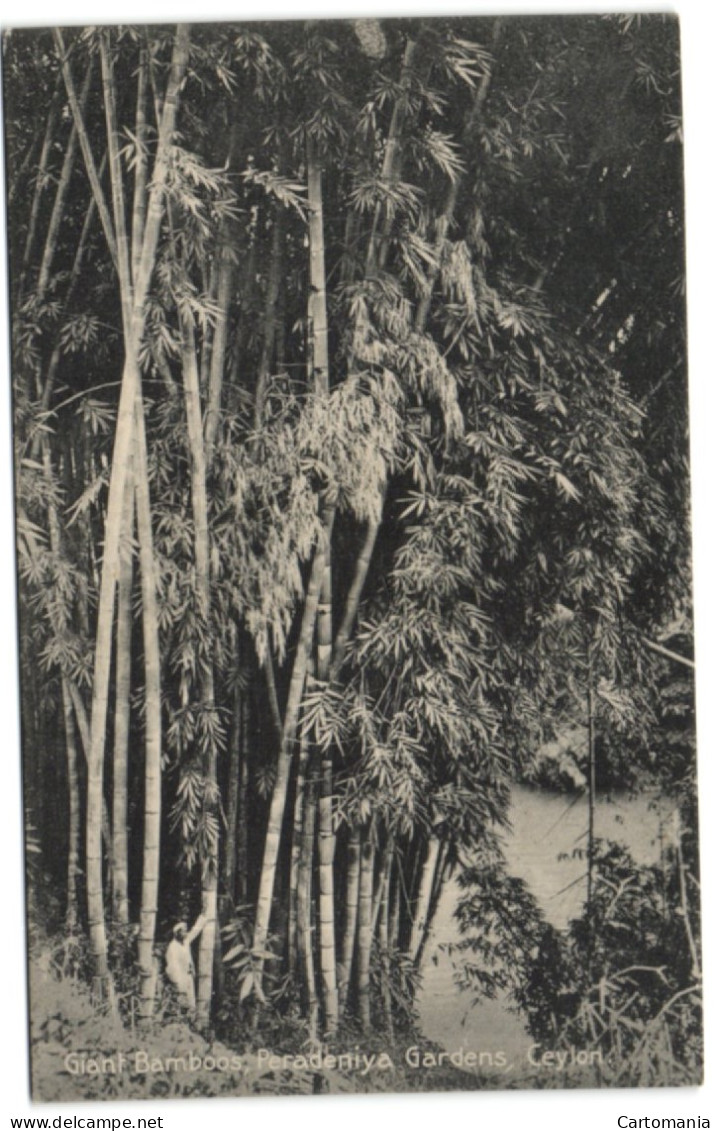 Giant Bamboos - Peradeniya Gardens - Ceylon - Sri Lanka (Ceylon)