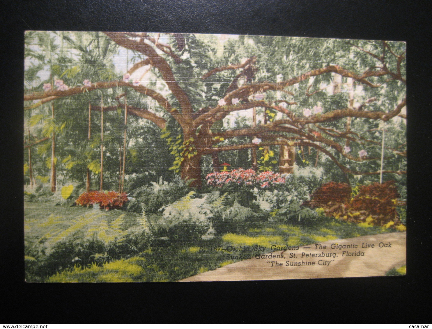 SAINT PETERSBURG Florida Orchid Sky Gardens Cancel BALTIMORE 1955 To Sweden Postcard USA - St Petersburg