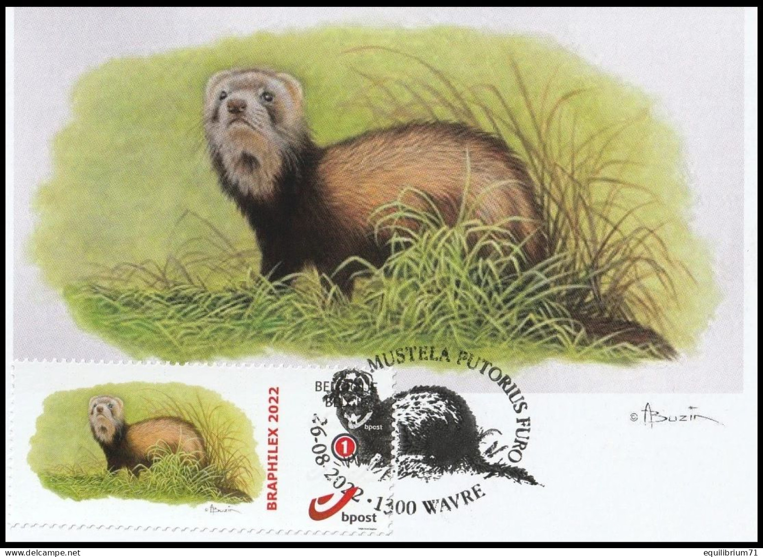 Carte Maximum/Maximum Kaart° - Couleur/Kleur - Furet / Fret / Frettchen / Ferret / Mustela Putorius Furo - BUZIN - Storia Postale