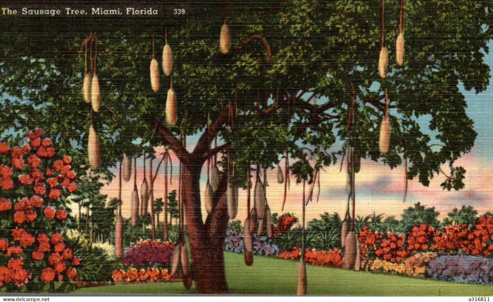 The Sauvage Tree, Miami, Florida - Miami