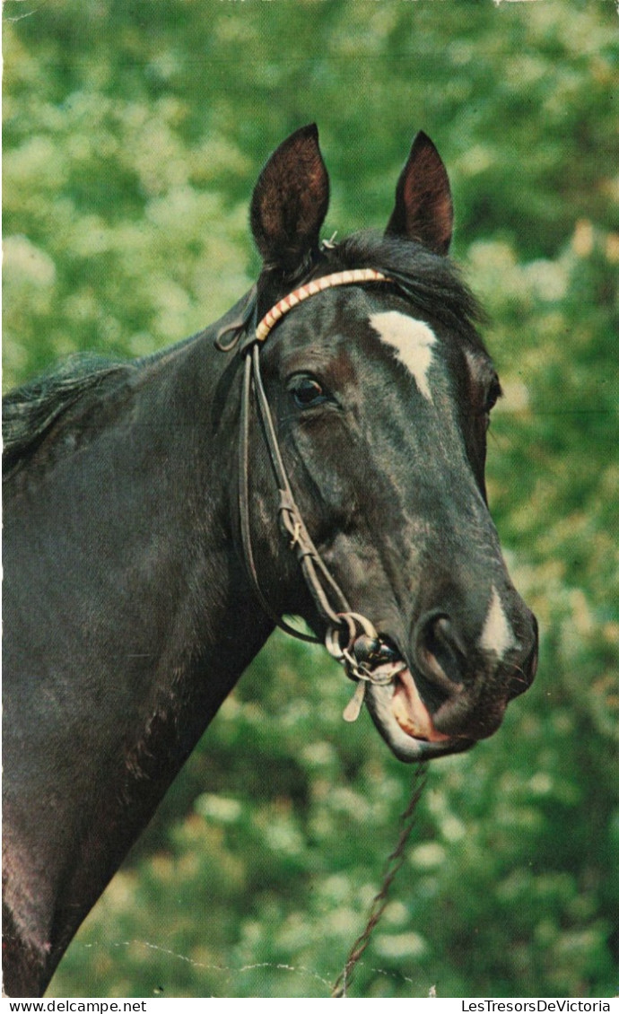 PHOTOGRAPHIE - Un Cheval - Colorisé - Carte Postale - Fotografie