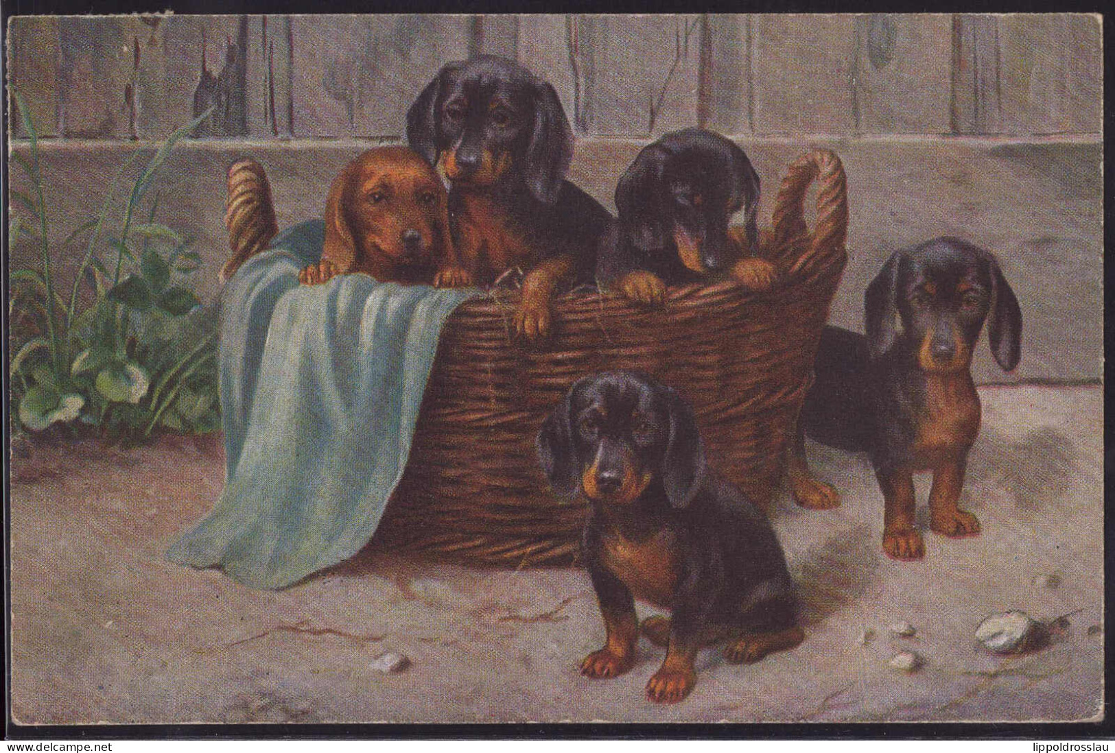 Gest. Hunde Dackel 1925 - Dogs