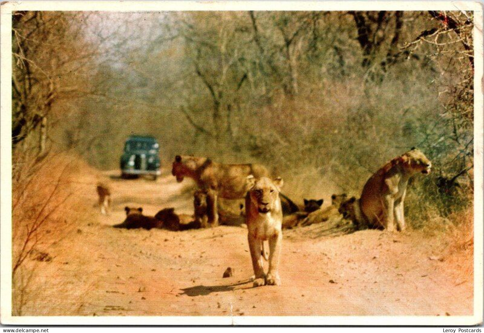 Pride Of Lions, Kruger National Park, South-Africa - Lions