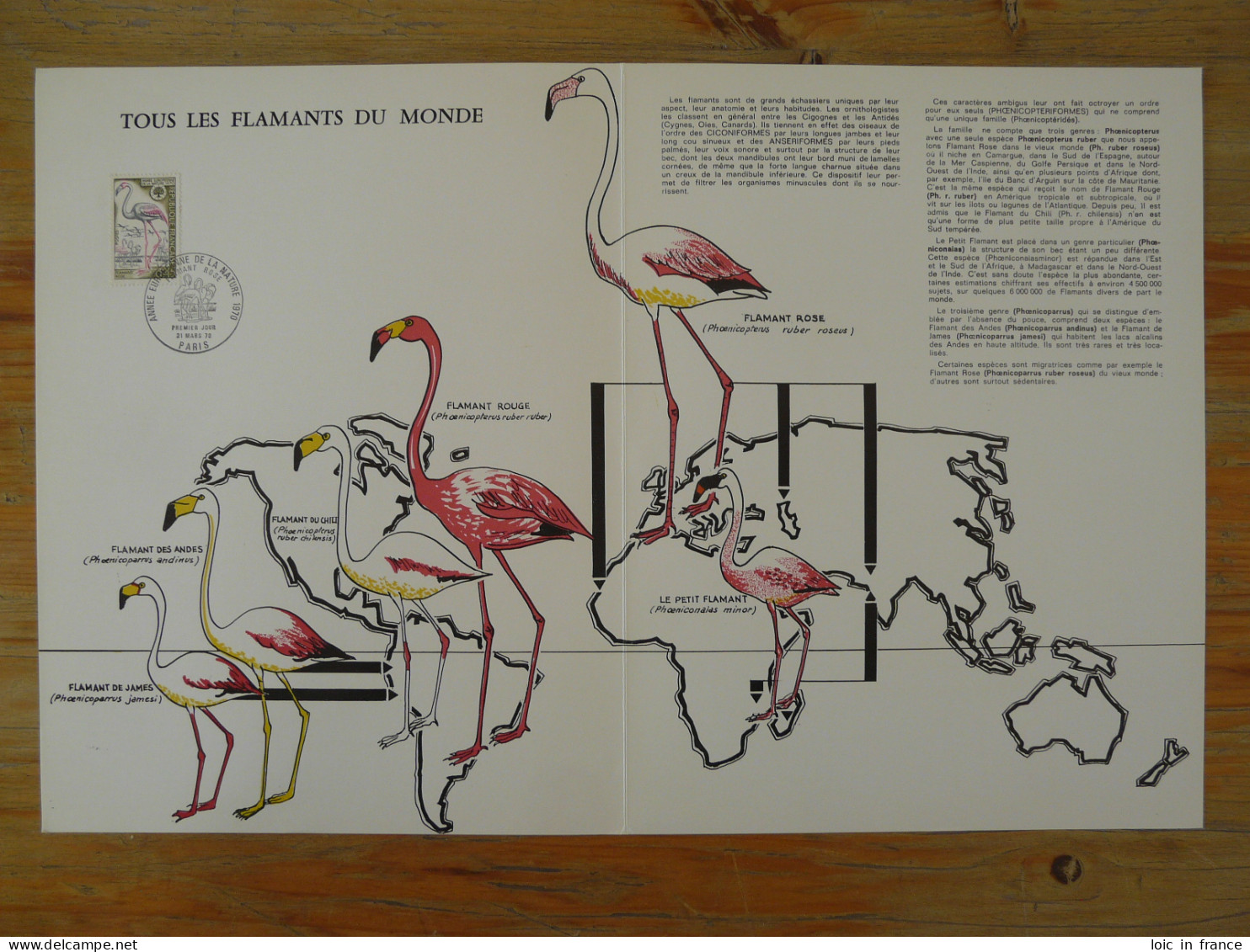 Encart FDC Folder Flamant Rose Pink Flamingo Année Europénne De La Nature WWF 1970 - Flamants