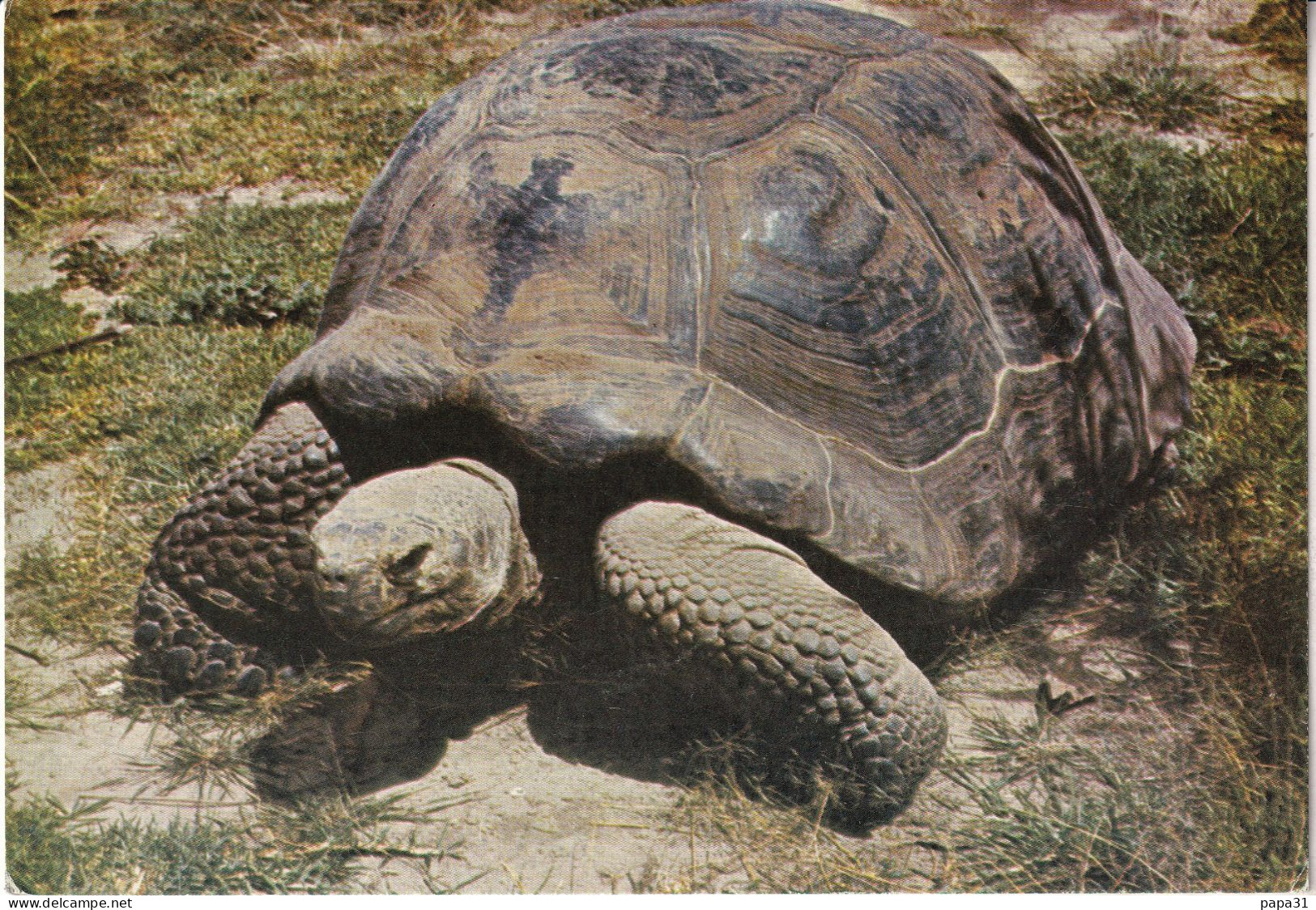 TORTUE  ECUADOR- GALAPAGOS - Schildpadden