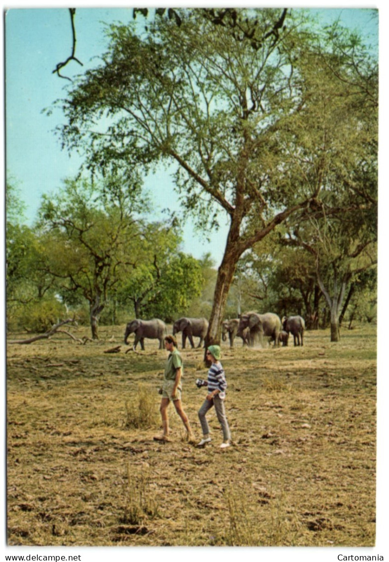 Elephants - Luangwa Valley Natioanl Park - Zambia