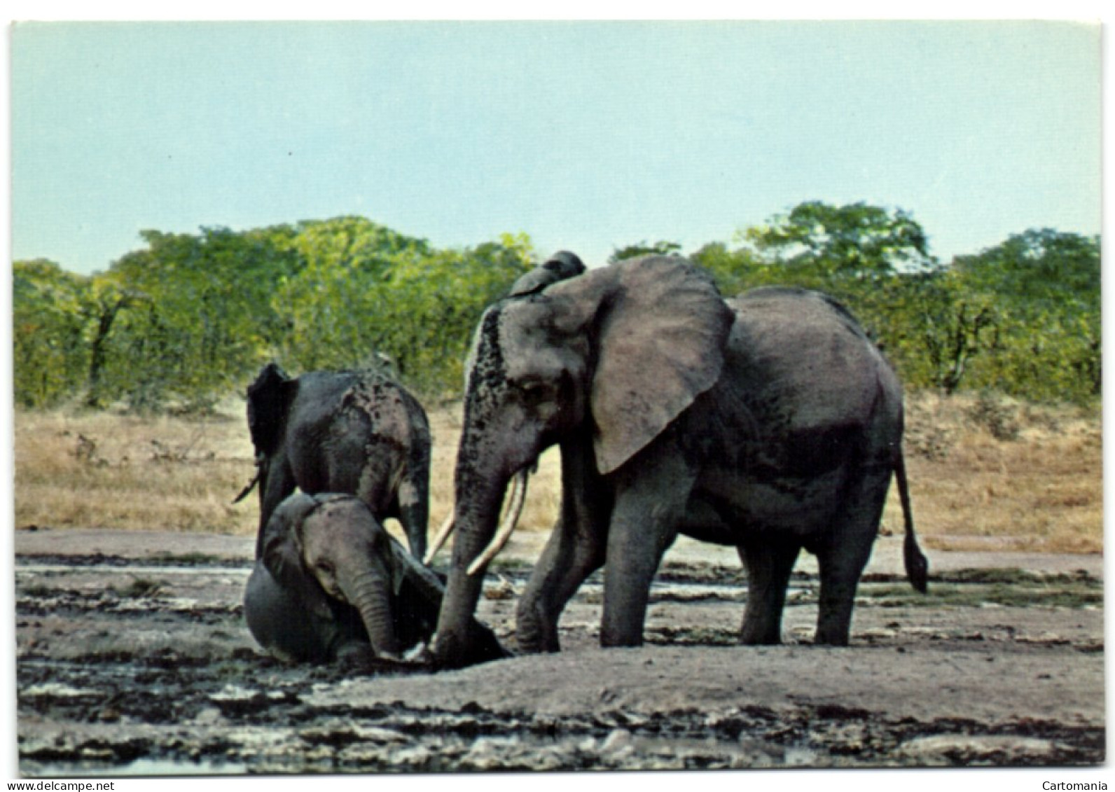 Elephant - Zambie