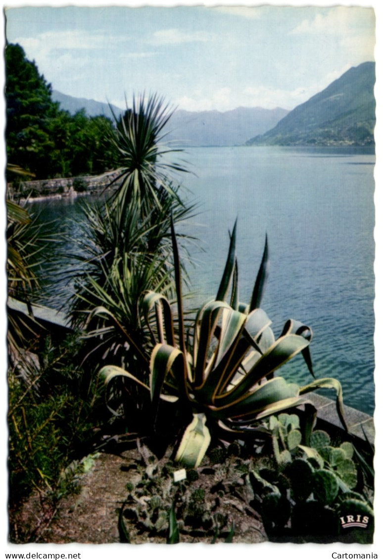 Isole Di Brissago - Parco Batanico Del Ct. Ticino - Brissago