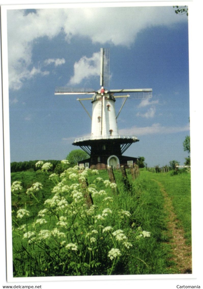 Veere - Molen De Koe - Korenmolen  Bouwjaar 1909 - Veere