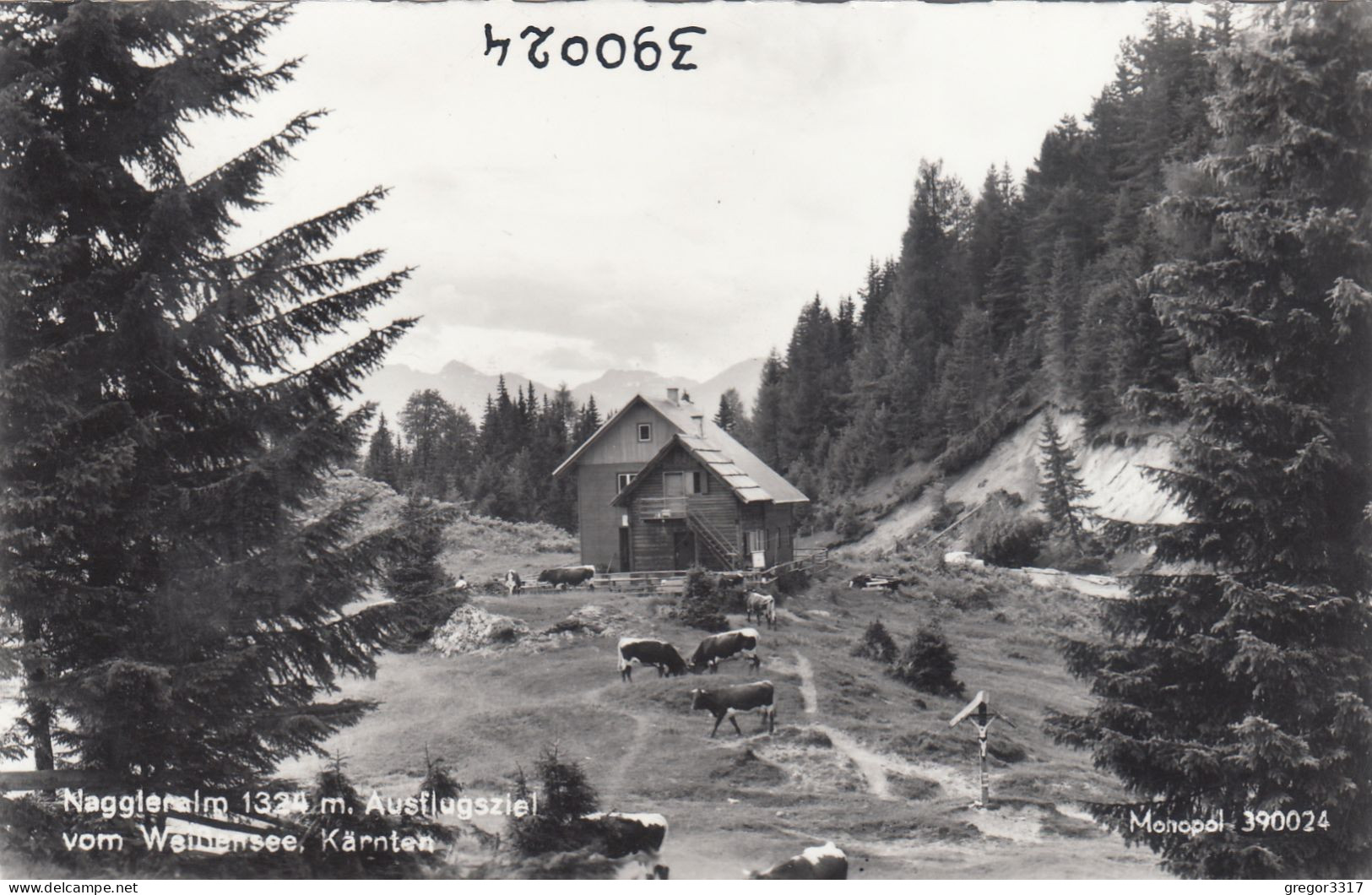 D6632) WEISSENSEE - NAGGLERALM - Ausflugsziel Vom Weißensee Kärnten - S/W Kühe - Weissensee