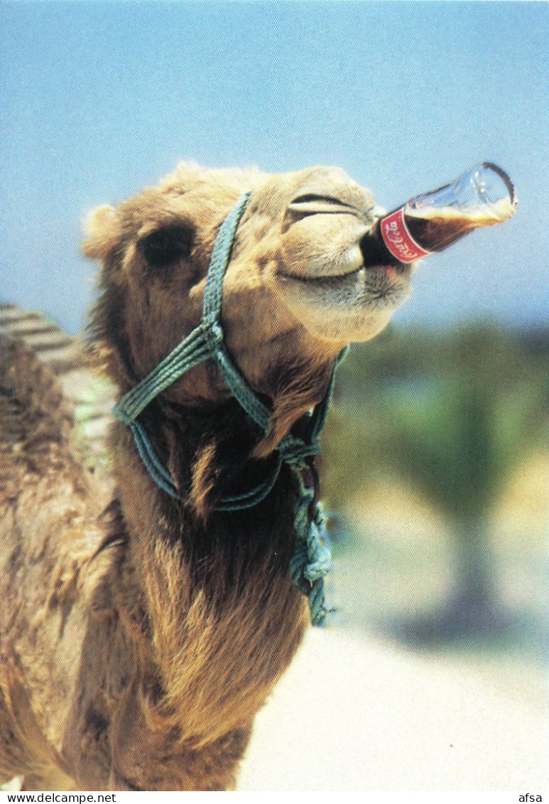 Postcard ( A Camel Drinking Coca-cola) // Carte Postale ( Un  Chameau Buvant Du Coca-cola ) - Postkarten