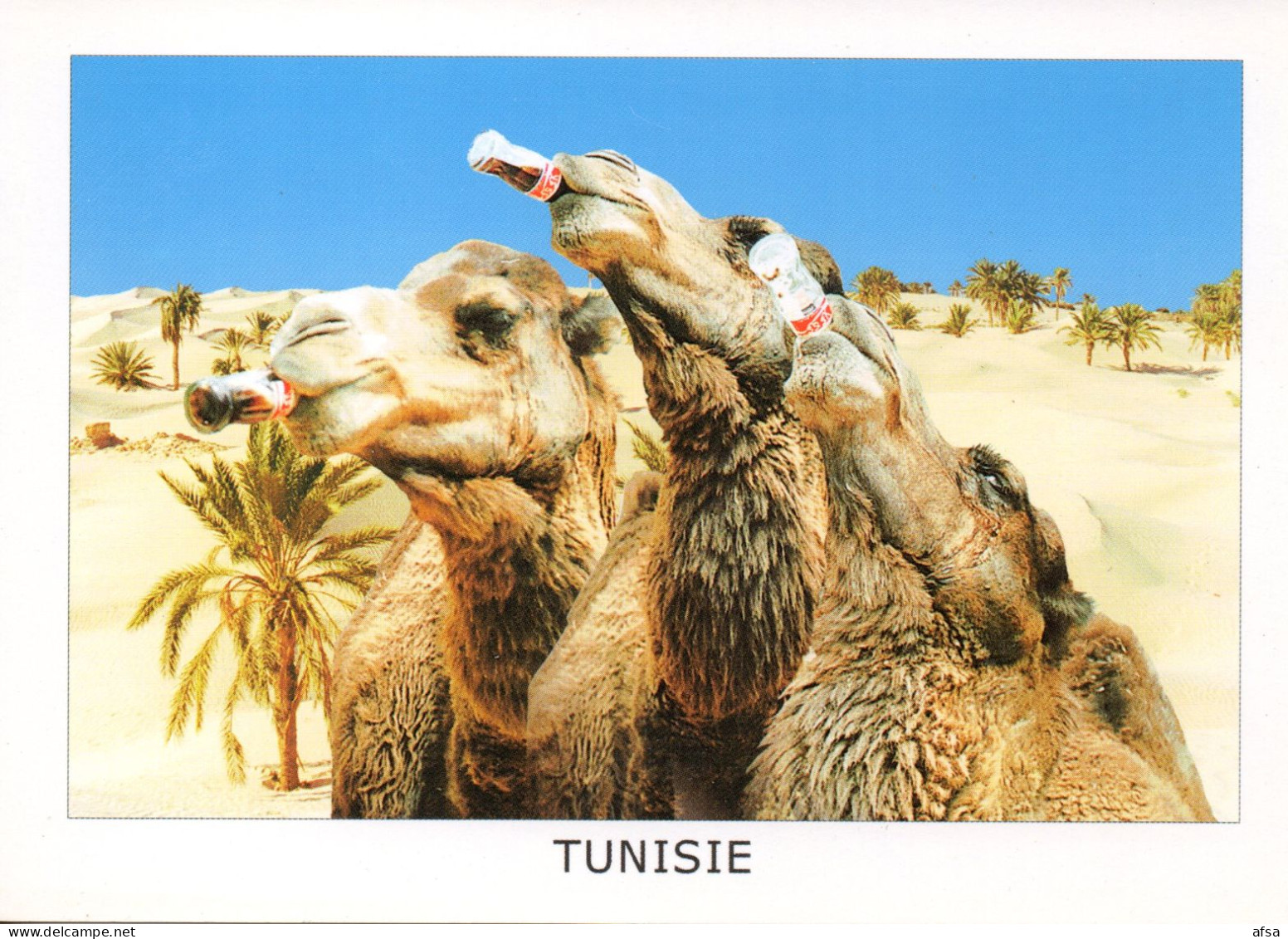 Postcard (camels Drinking Coca-cola) // Carte Postale ( Chameaux Buvant Du Coca-cola ) - Postales