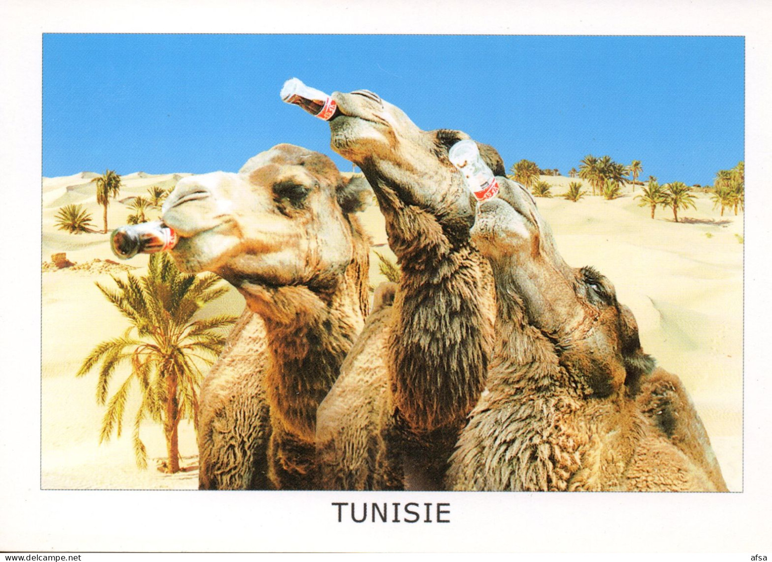 Postcard (camels Drinking Coca-cola) // Carte Postale ( Chameaux Buvant Du Coca-cola ) - Cartoline