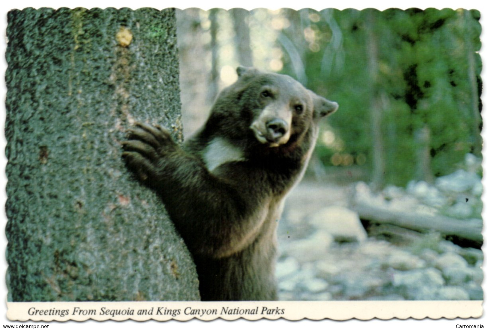 Greetings From Sequoia And Kings Canyon National Parks - Kings Canyon