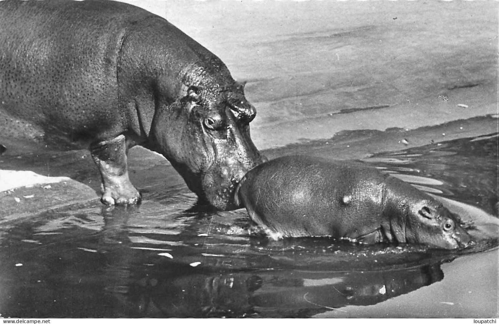 FAUNE AFRICAINE MAMAN ET BEBE HIPPOPOTAME - Hippopotames