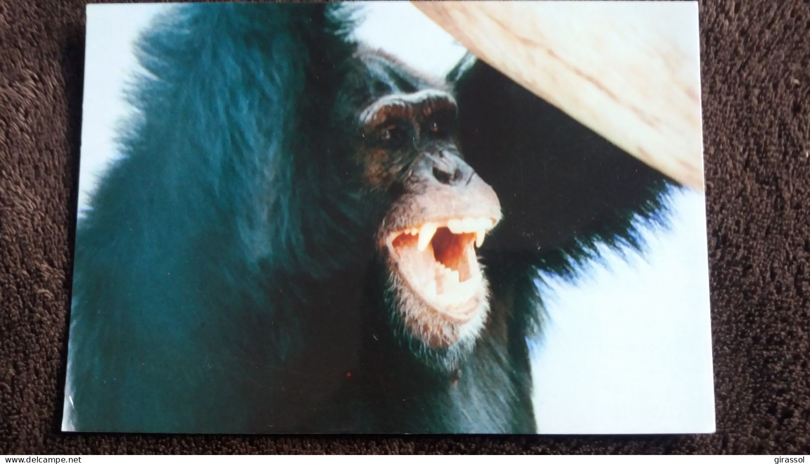 CPM SINGE CHIMPANZE PUERTO DE LA CRUZ TENERIFE LORO PARQUE ZOO - Singes