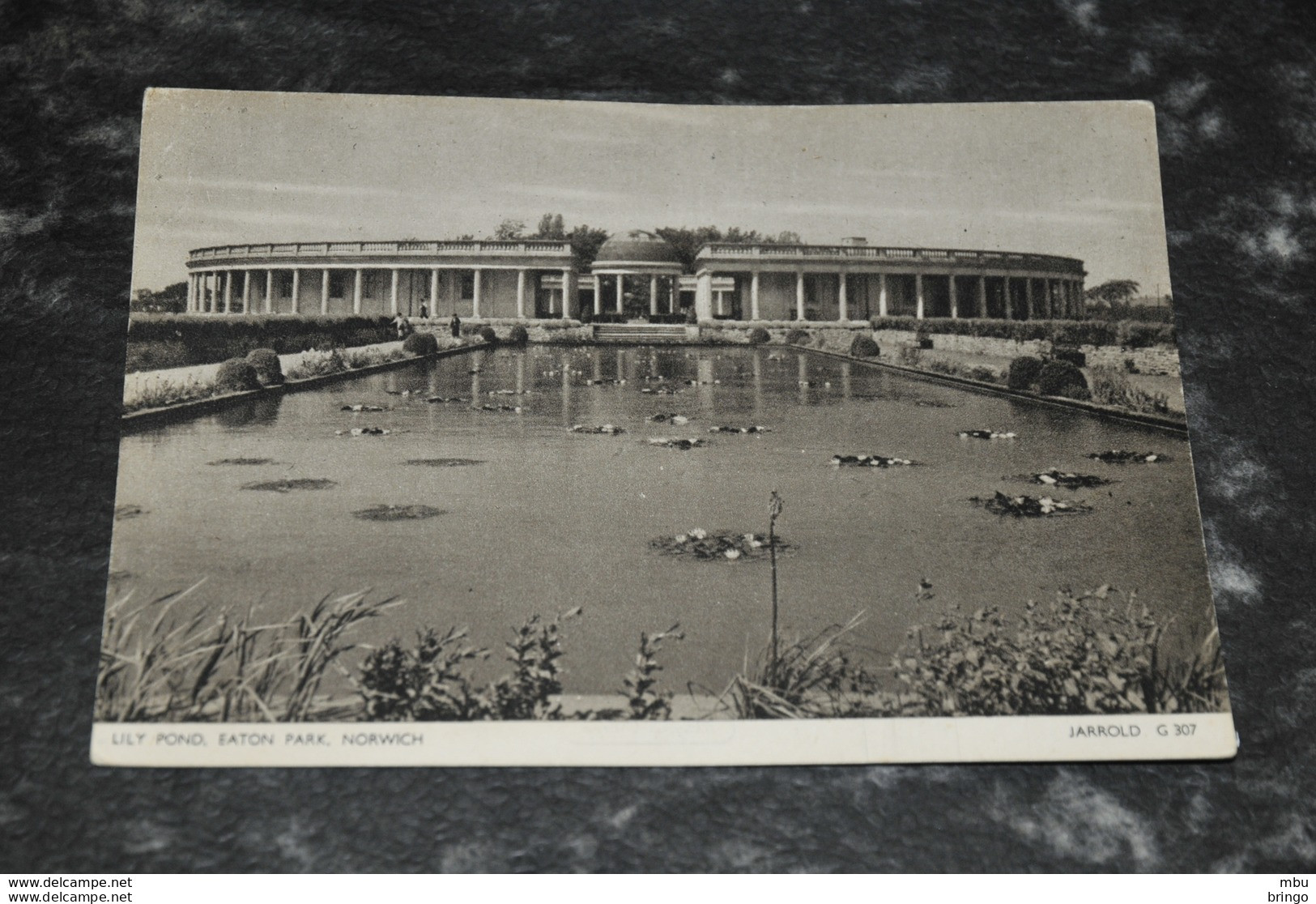 A5573   LILY POND, EATON PARK, NORWICH - Norwich