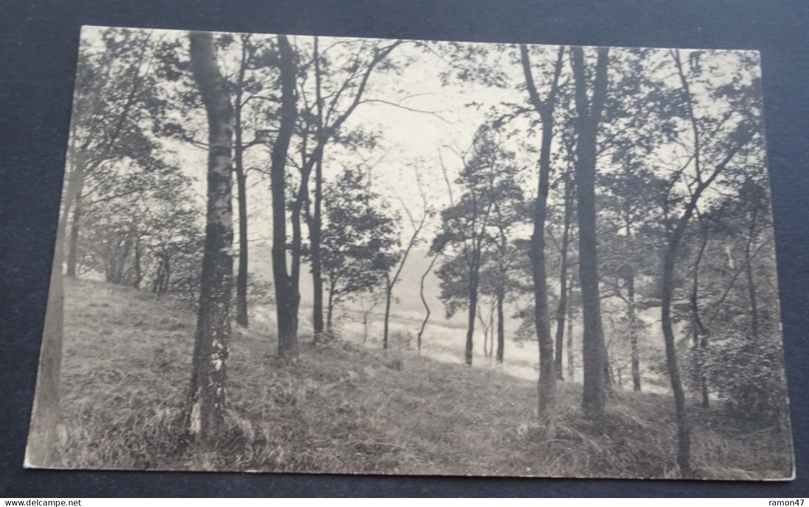 Gistoux - Un Sous-Bois - Edition V. De Ridder, Archennes - Chaumont-Gistoux