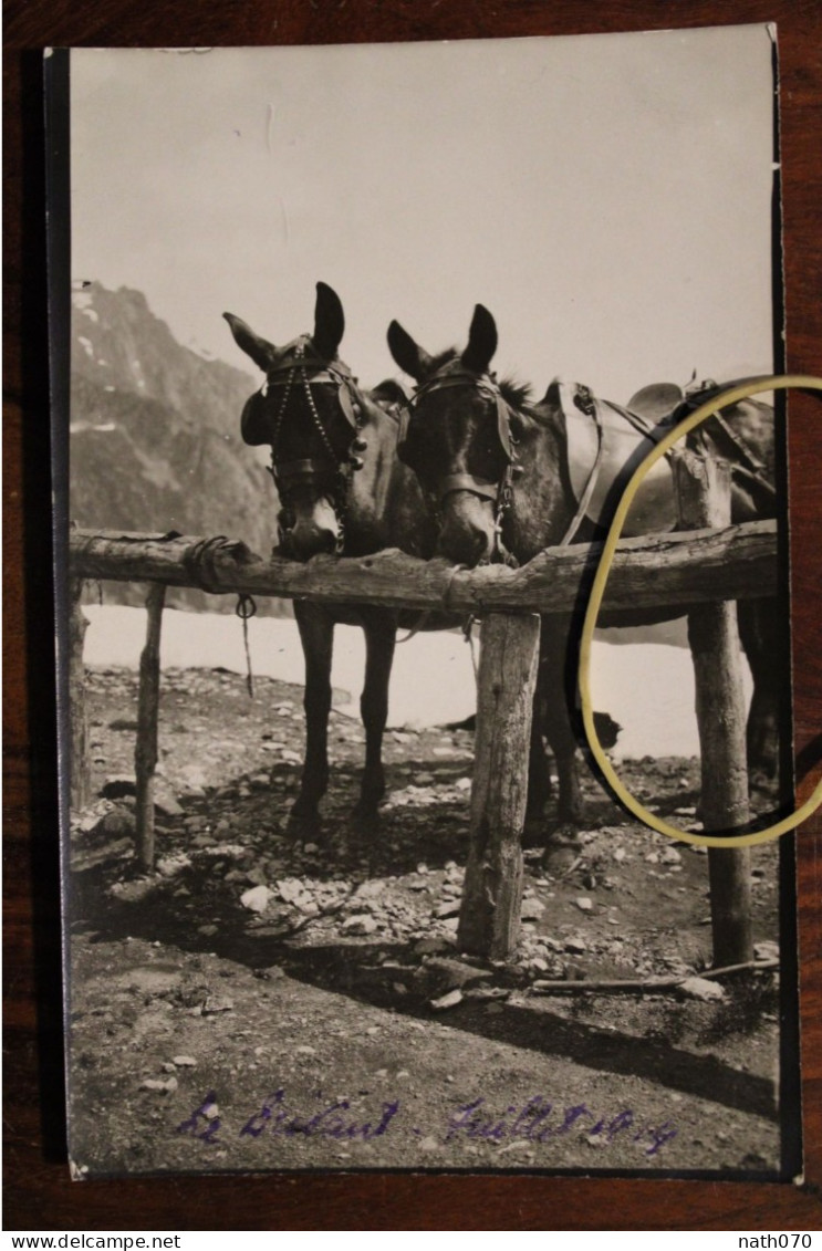 Photo 1914 Haute Savoie Le Bornand Mules Animaux Alpes Tirage Print Vintage Montagne - Orte