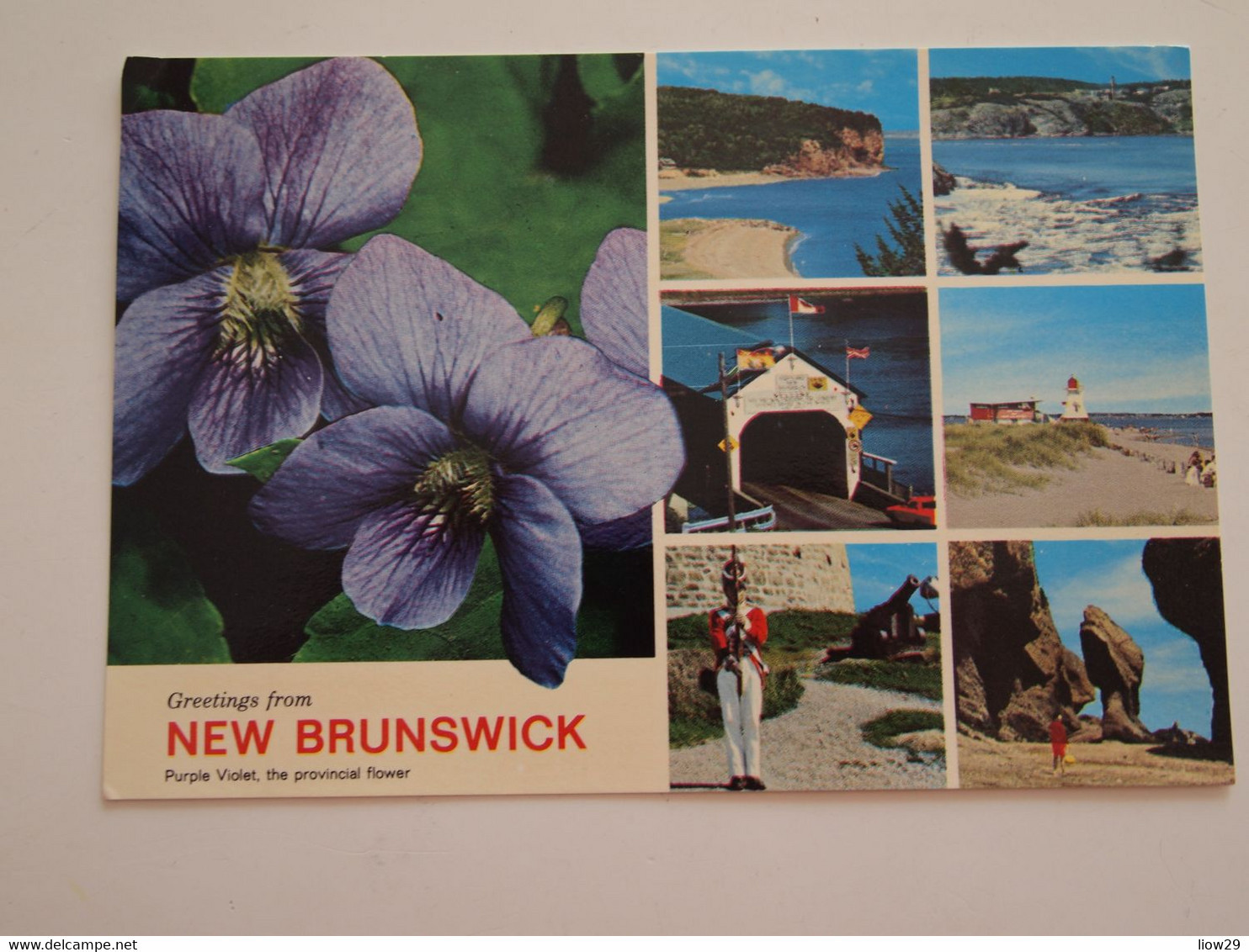 CPA Canada New Brunswick Purple Violet Provincial Flower - Andere & Zonder Classificatie