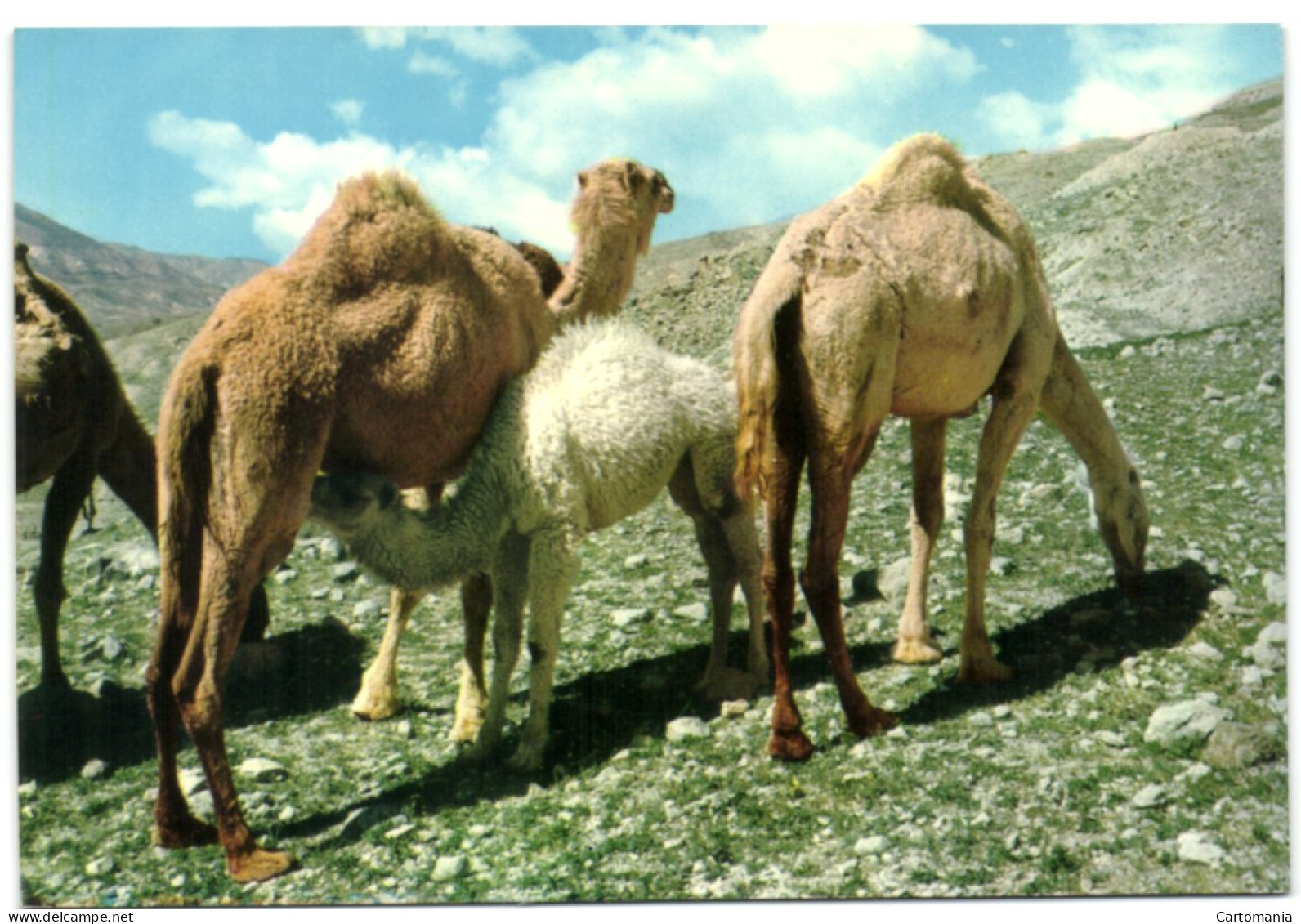 Camel At Jordan Desert - Jordan - Jordanie