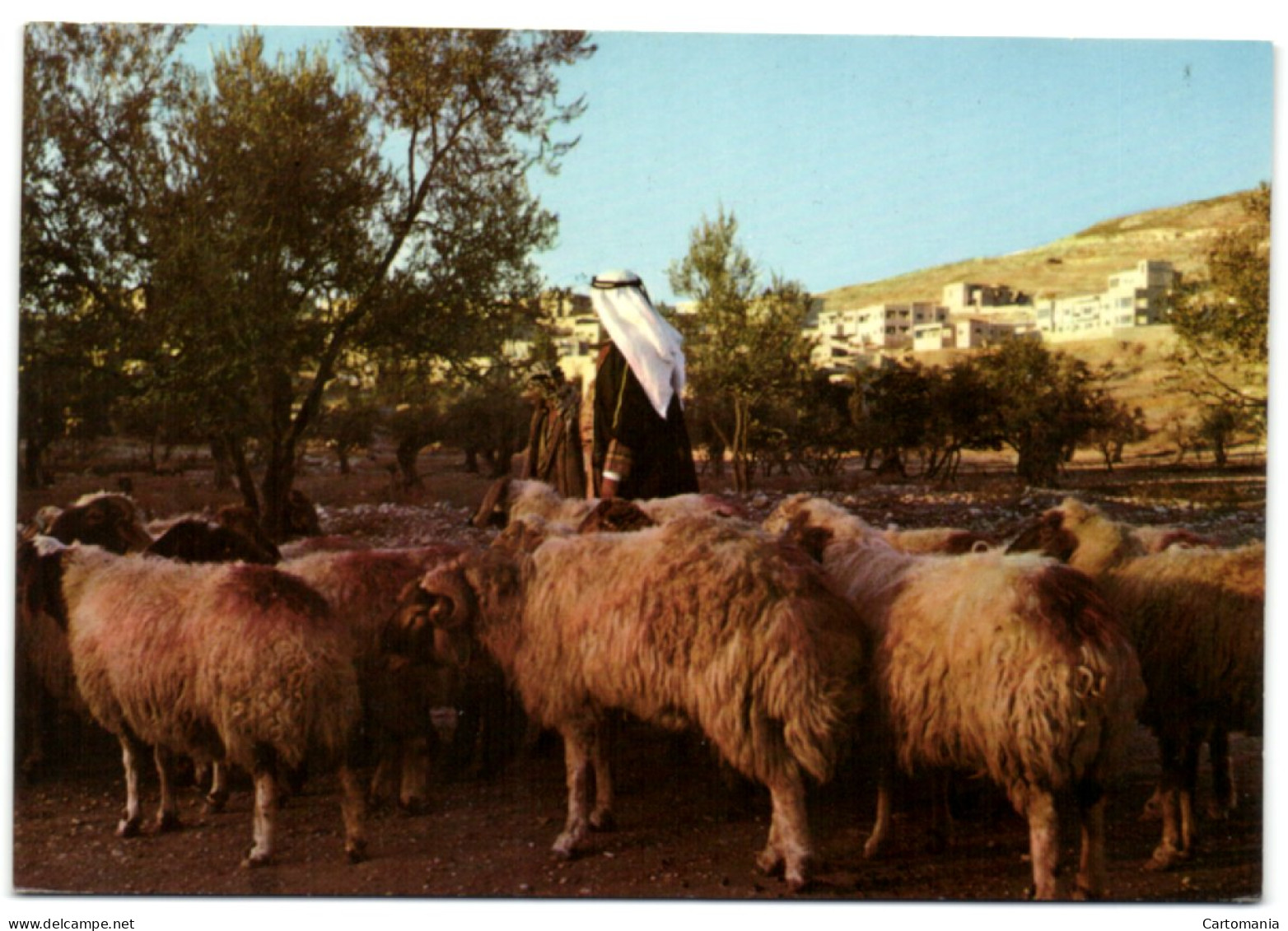 A Shepherd In Jordan - Jordanie