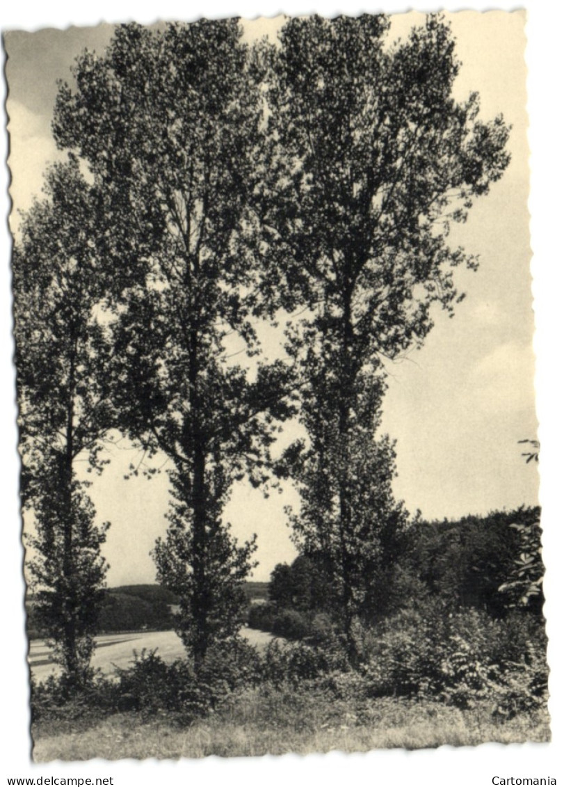 Biez (Grez-Doiceau) - Preventorium Leon Poriniot - Un Coin Du Parc - Graven