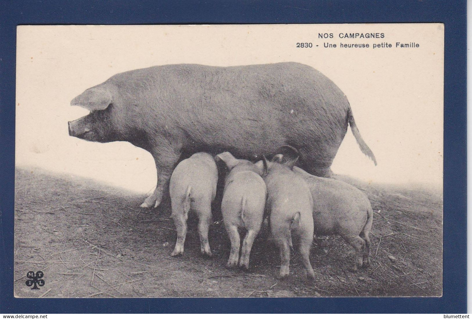 CPA 1 Euro Animaux Cochon Pig Prix De Départ 1 Euro Non Circulé - Schweine