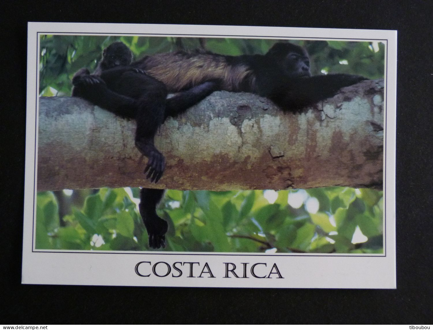 COSTA RICA - SINGE HURLEUR / HOWLER MONKEY - Costa Rica