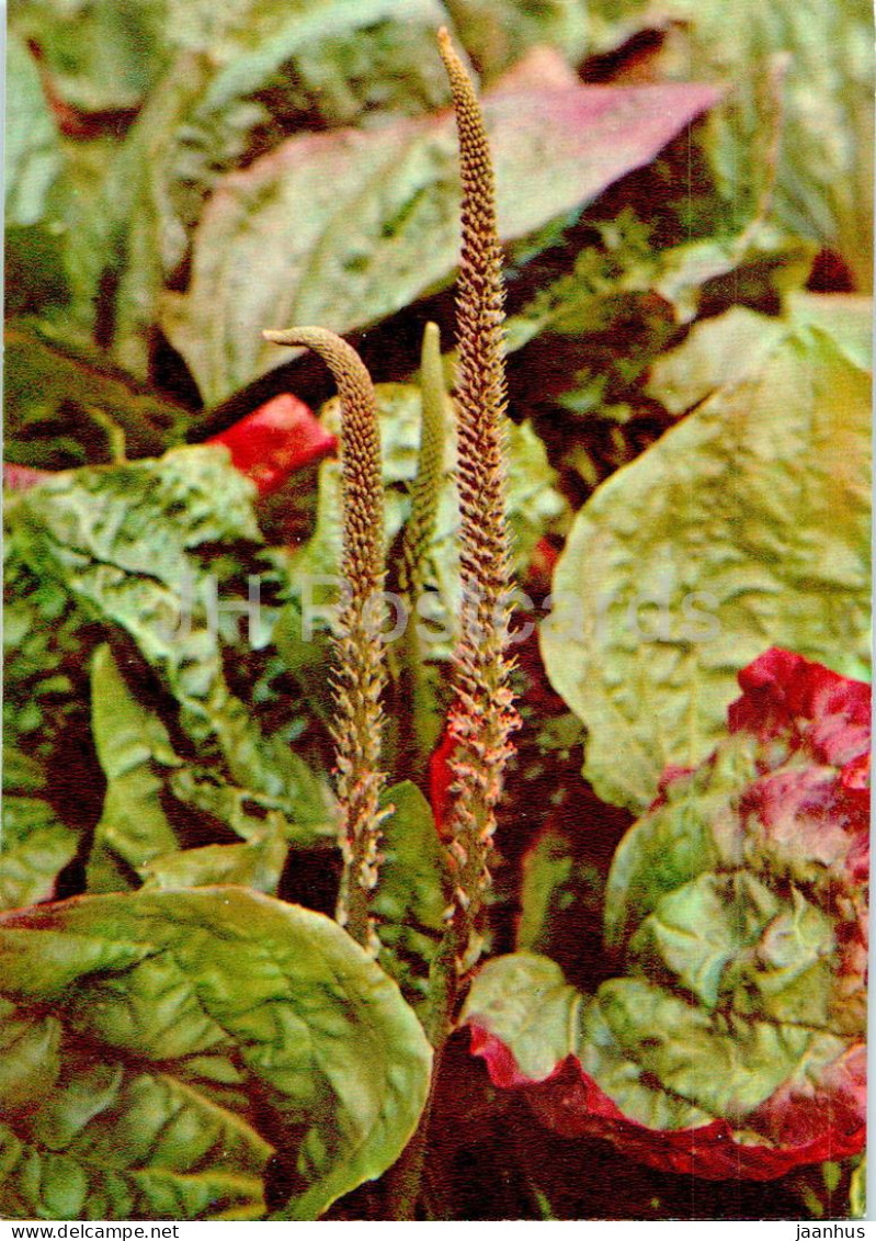 Plantago Major - Broadleaf Plantain - Medicinal Plants - 1977 - Russia USSR - Unused - Geneeskrachtige Planten