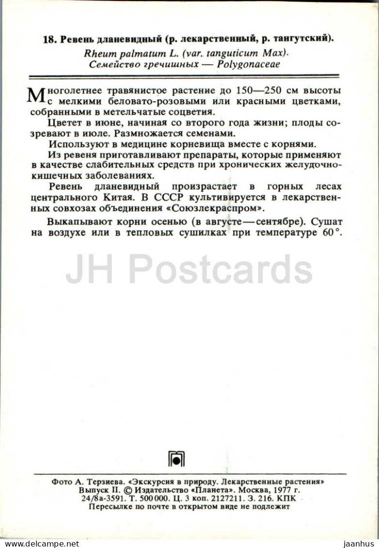 Rheum Palmatum - Chinese Rhubarb - Medicinal Plants - 1977 - Russia USSR - Unused - Geneeskrachtige Planten