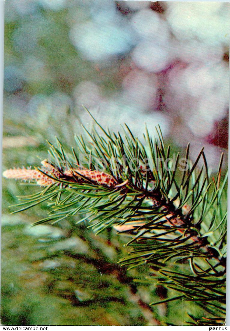 Pinus Sylvestris - Baltic Pine - Medicinal Plants - 1977 - Russia USSR - Unused - Piante Medicinali