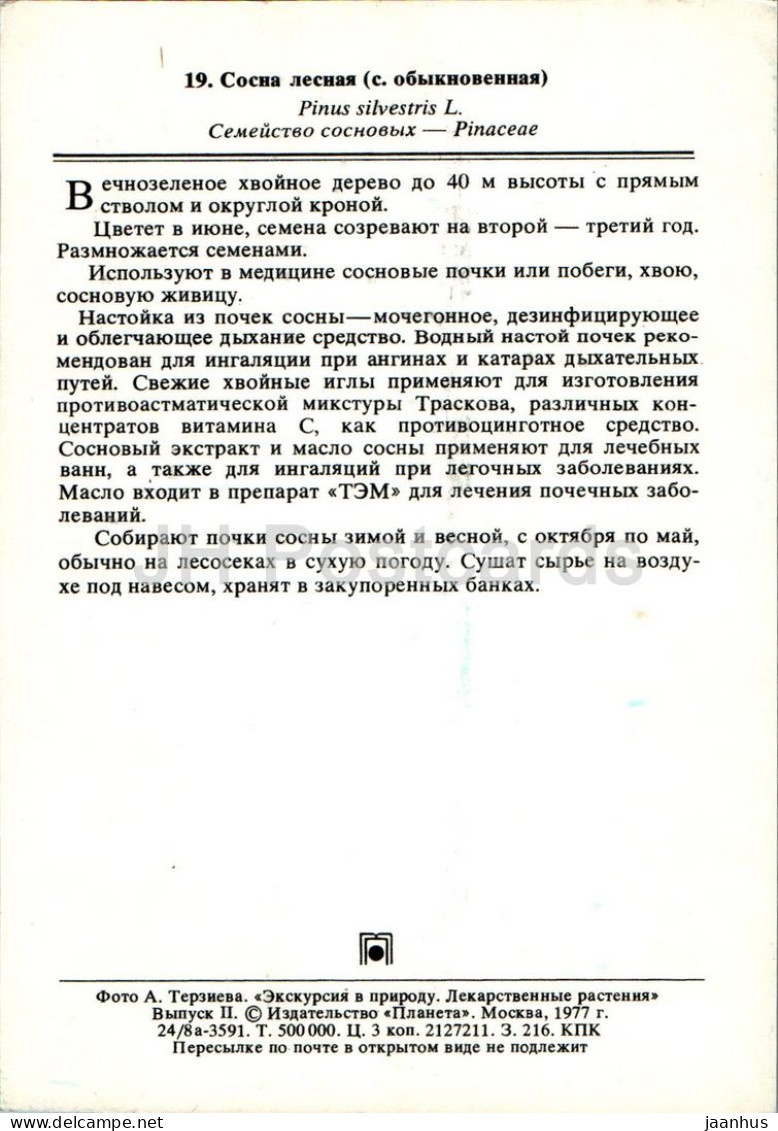 Pinus Sylvestris - Baltic Pine - Medicinal Plants - 1977 - Russia USSR - Unused - Plantes Médicinales