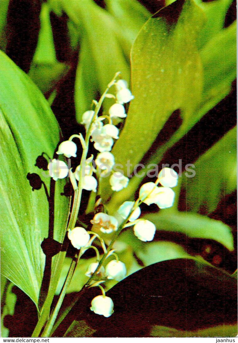 Convallaria Majalis - Lily Of The Valley - Medicinal Plants - 1977 - Russia USSR - Unused - Geneeskrachtige Planten