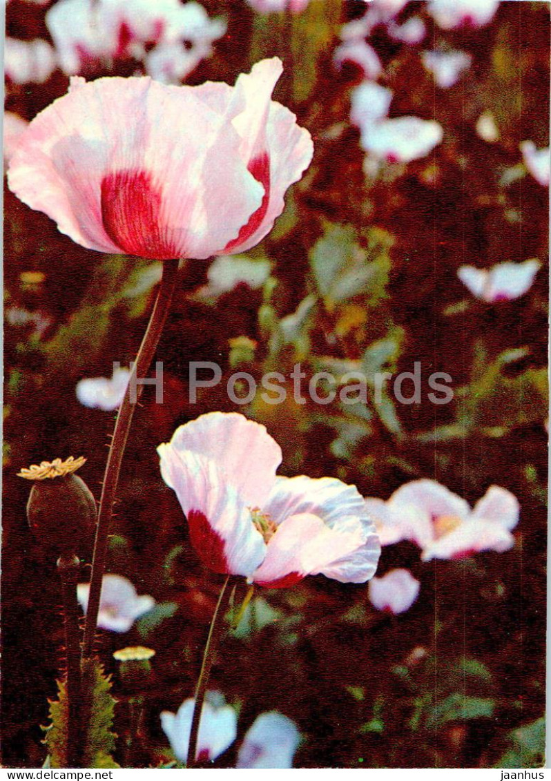 Papaver Somniferum - Poppy - Medicinal Plants - 1977 - Russia USSR - Unused - Medicinal Plants