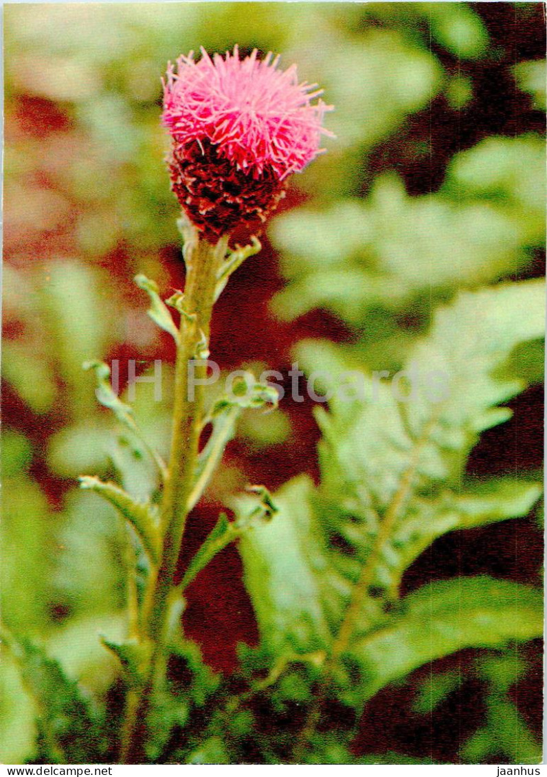 Rhaponticum Carthamoides - Maral Root - Medicinal Plants - 1977 - Russia USSR - Unused - Piante Medicinali