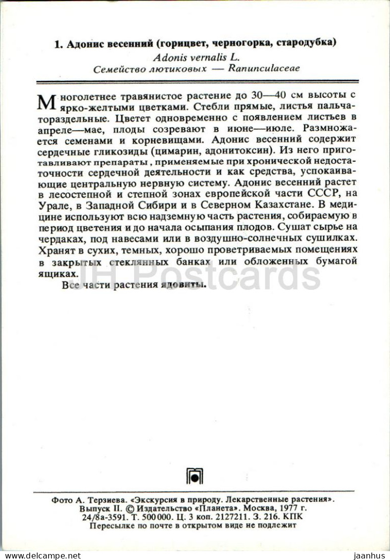 Adonis Vernalis - Pheasant's Eye - Medicinal Plants - 1977 - Russia USSR - Unused - Geneeskrachtige Planten