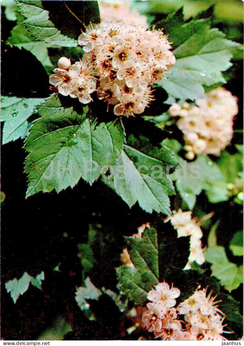 Crataegus Sanguinea - Redhaw Hawthorn - Medicinal Plants - 1977 - Russia USSR - Unused - Heilpflanzen