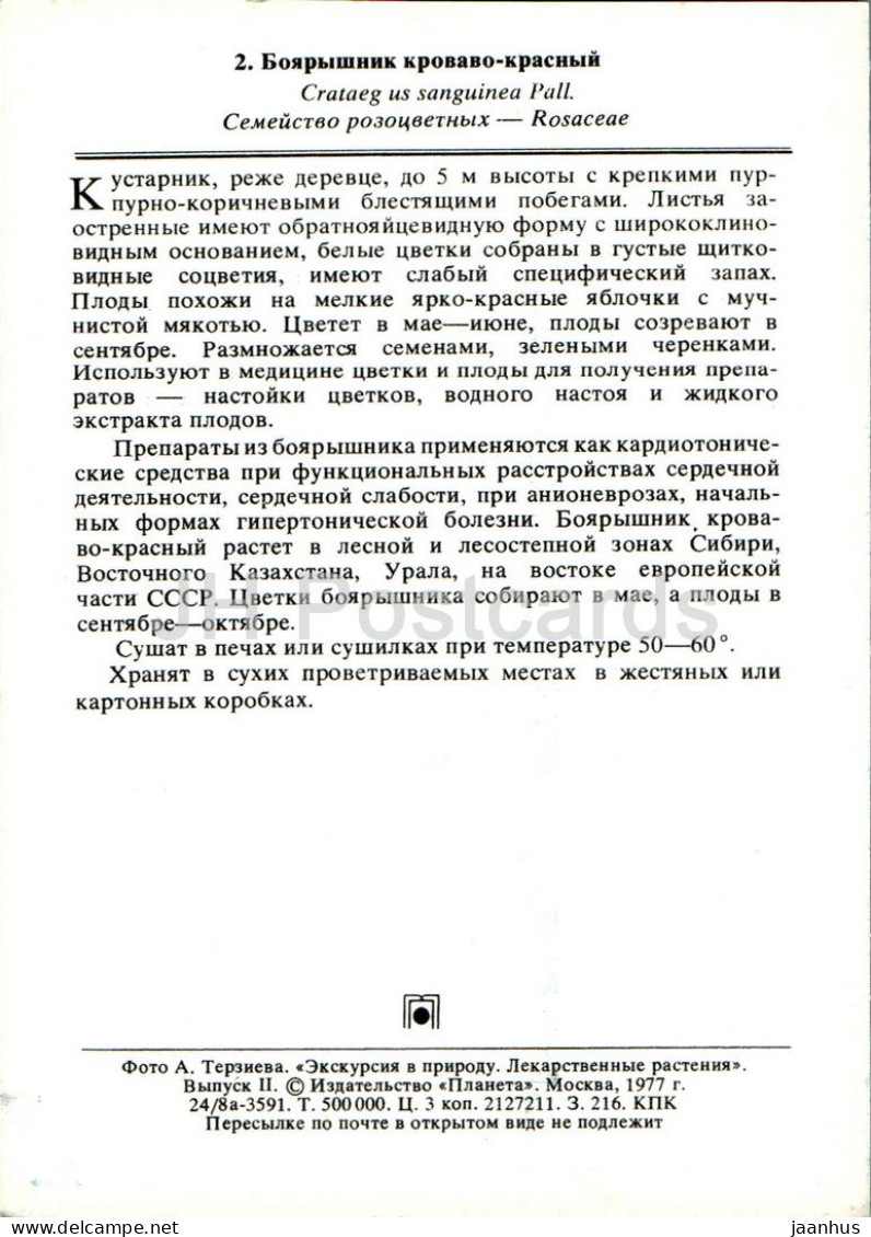 Crataegus Sanguinea - Redhaw Hawthorn - Medicinal Plants - 1977 - Russia USSR - Unused - Geneeskrachtige Planten