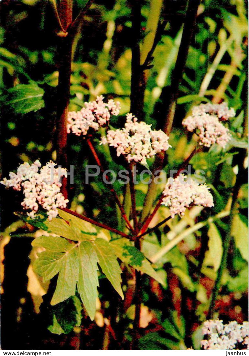 Valeriana Officinalis - Valerian - Medicinal Plants - 1977 - Russia USSR - Unused - Medicinal Plants