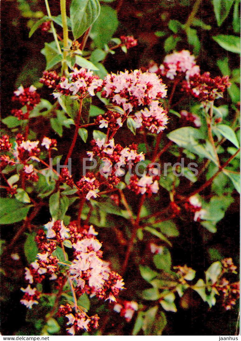 Origanum Vulgare - Oregano - Medicinal Plants - 1977 - Russia USSR - Unused - Heilpflanzen