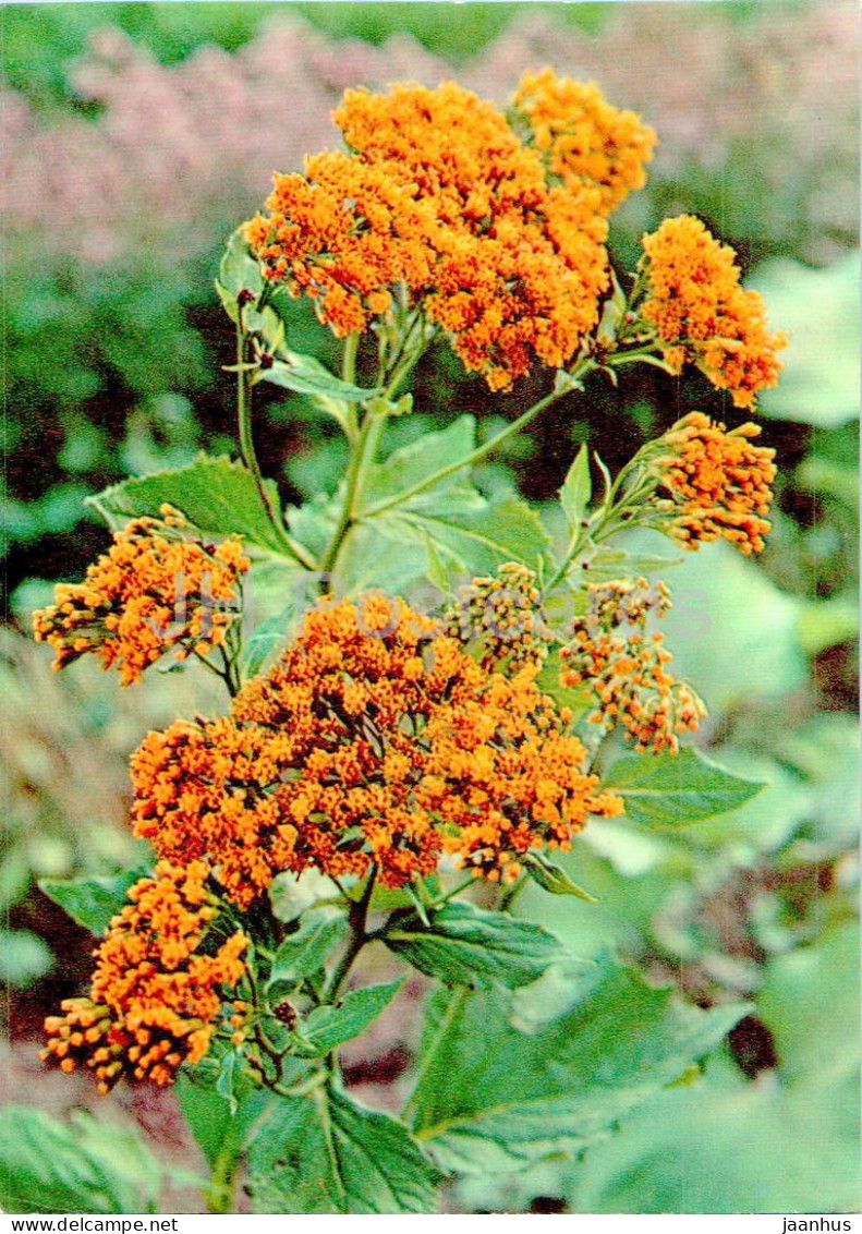 Senecio Platyphylloides - Flat-leaved Senecio - Medicinal Plants - 1977 - Russia USSR - Unused - Heilpflanzen